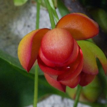 Hurmepalsamiköynnös - Schisandra rubriflora