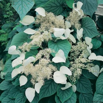 Herttahortensia Moonlight