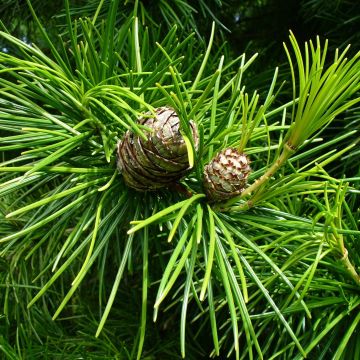 Varjostinkuusi - Sciadopitys verticillata