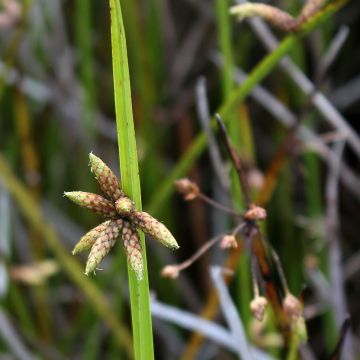 Kaisla - Scirpus mucronatus