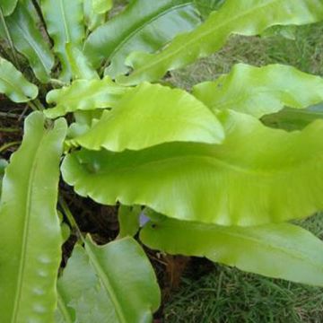 Hirvensaniainen - Phyllitis scolopendrium