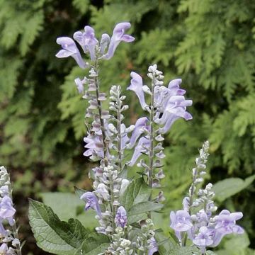 Hopeavuohennokka - Scutellaria incana