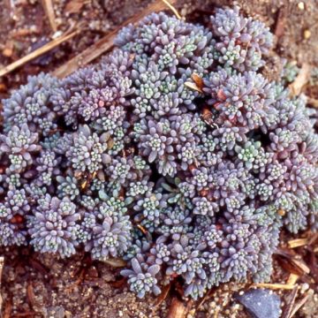 Lyydianmaksaruoho Glaucum
