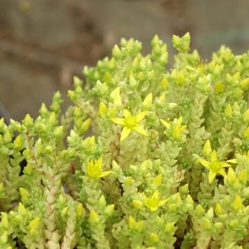 Keltamaksaruoho Yellow Queen
