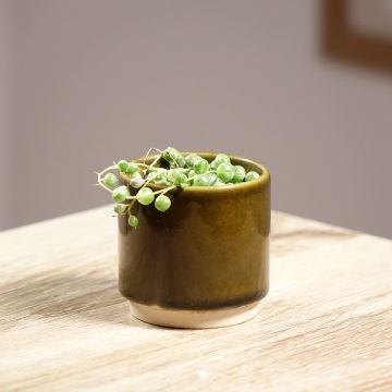 Helmivillakko Variegata