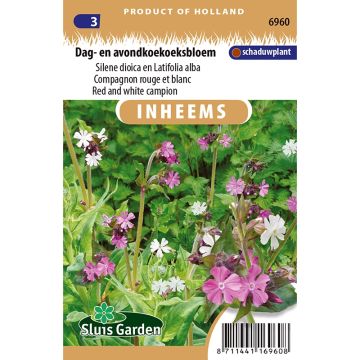 Puna-ailakki - Silene dioica, latifolia