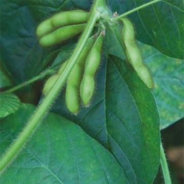 Soijapavut - Glycine hispida