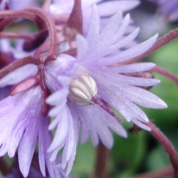 Alppikello - Soldanella villosa