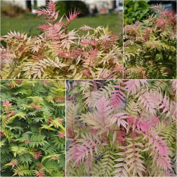 Viitapihlaja-angervo Pink Hopi