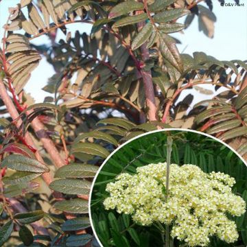 Pihlaja - Sorbus scalaris
