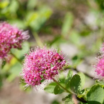 Rinneangervo - Spiraea densiflora