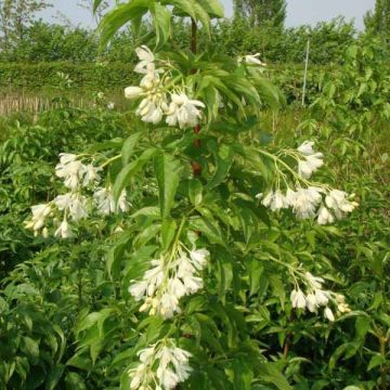 Kaukasiankotapähkinä - Staphylea colchica