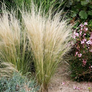 Höyhenheinä - Stipa tenuifolia