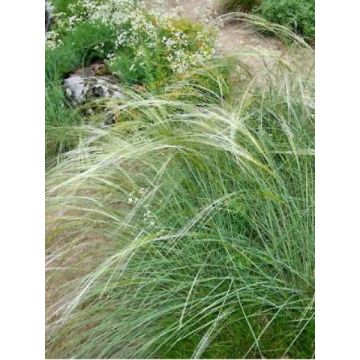 Jouhihöyhenheinä - Stipa capillata