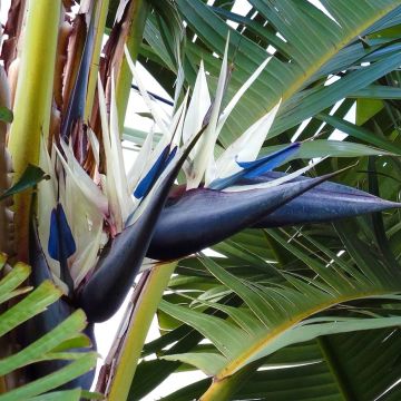 Valkokolibrikukka - Strelitzia nicolai
