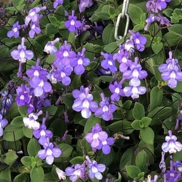 Pikkusoilikki Purple