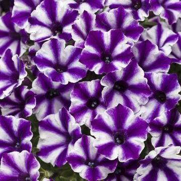 Tarhapetunia Supertunia Mini Vista Violet Star