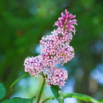 Unkarinsyreeni - Syringa josikae