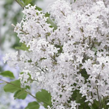 Pikkusyreeni Flowerfesta White