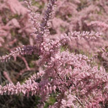 Balkanintamariski - Tamarix parviflora