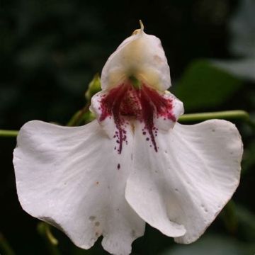 Palsami - Impatiens tinctoria