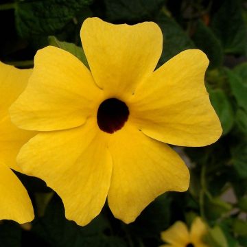 Mustasilmäsusanna - Thunbergia alata