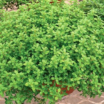 Sitruuna-ajuruoho GrowFlow Cascata Lemonade luomu