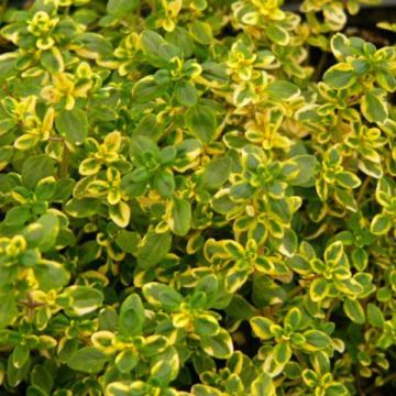 Sitruuna-ajuruoho Aureus
