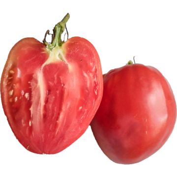 Häränsydäntomaatti Cuor di Bue Rose ruukussa