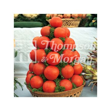 Tomaatti Alicante