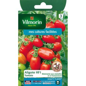 Tomaatti Aligote F1 - Vilmorin