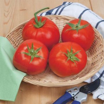 Pihvitomaatti Beefsteak