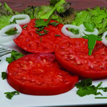 Pihvitomaatti Buffalo Steak F1 luomu vartettu taimena
