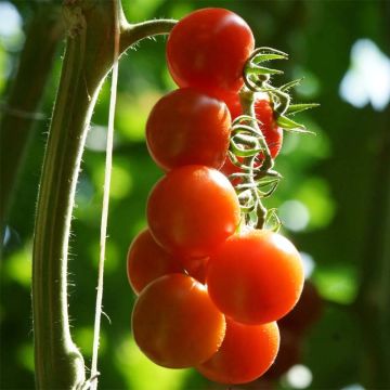 Kirsikkatomaatti luomu - Solanum lycopersicum