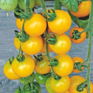 Kirsikkatomaatti Yellow Grapes F1