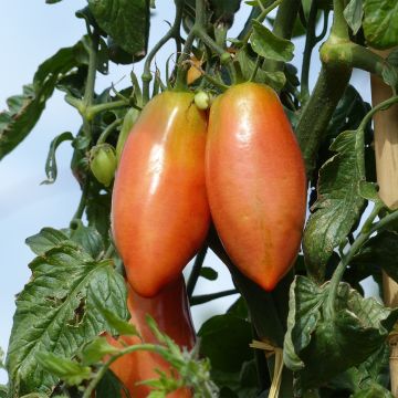 Tomaatti Cornabel F1 vartettu