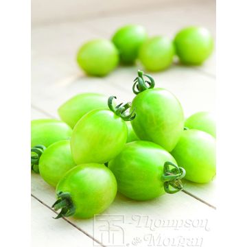 Luumutomaatti Green Envy F1