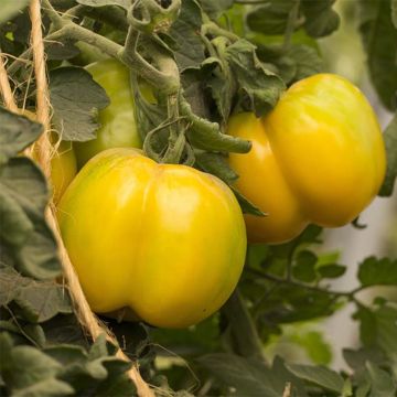 Keltainen tomaatti täytettävä luomu - Ferme de Sainte Marthe