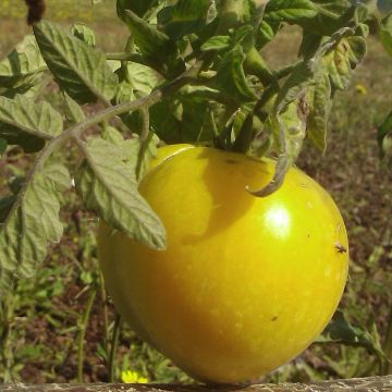 Pihvitomaatti Lemon Boy F1 vartettu