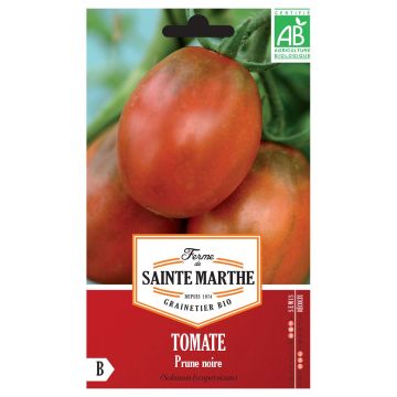 Tomaatti Prune Noire luomu - Ferme de Sainte Marthe