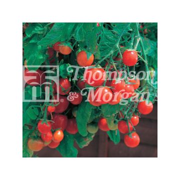 Amppelitomaatti Tumbling Tom Red