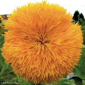 Isoauringonkukka Teddy Bear (siemenet) - Helianthus annuus