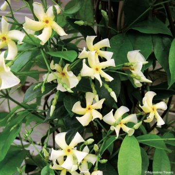 Trachelospermum asiaticum Chili & Vanilla Livano