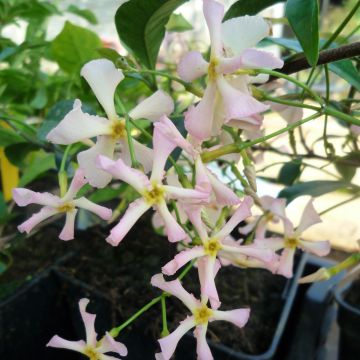 Trachelospermum asiaticum Pink Showers