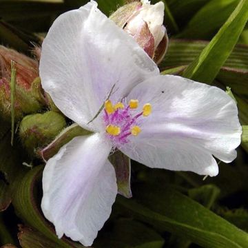 Tarhajuoru Domaine de Courson