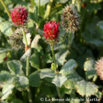 Veriapila luomu - Ferme de Sainte Marthe - Trifolium incarnatum