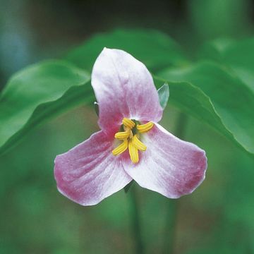 Kolmilehti - Trillium catesbyi