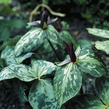 Komeakolmilehti - Trillium cuneatum