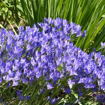Sinitriteleia - Triteleia laxa