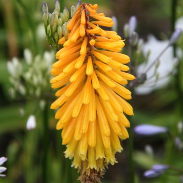 Soihtulilja Mango Popsicle